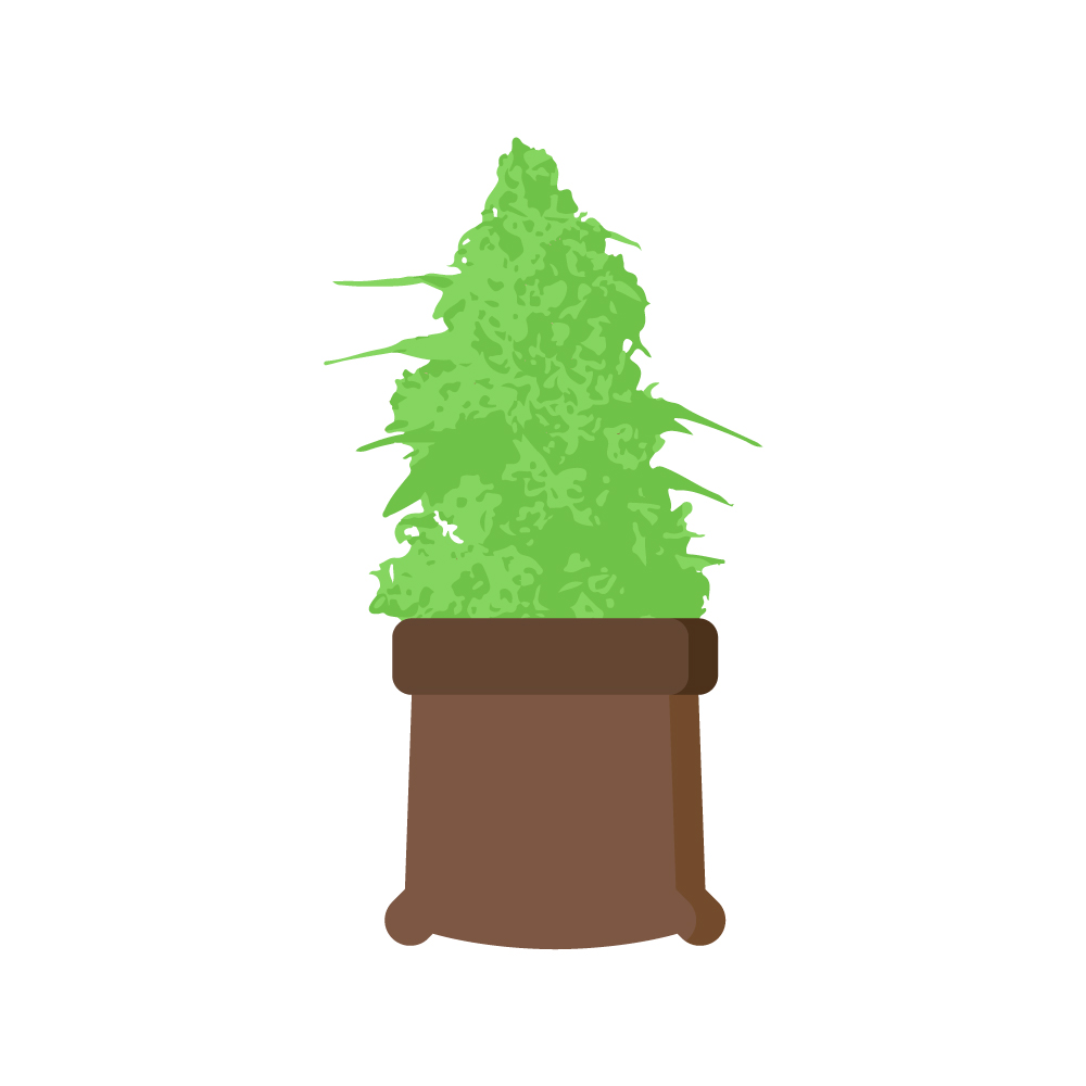 правильное выращивание