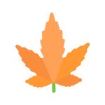 сорта марихуаны с большим ТГК