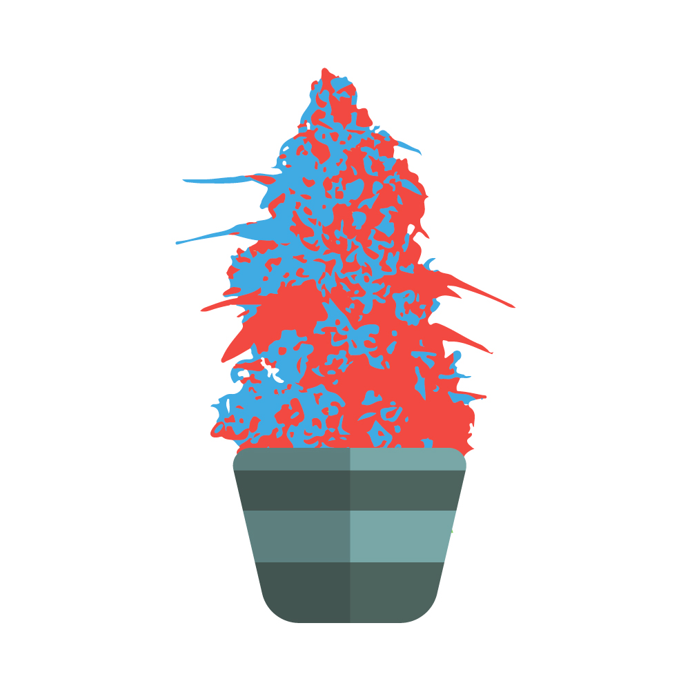 собрать урожай канабиса