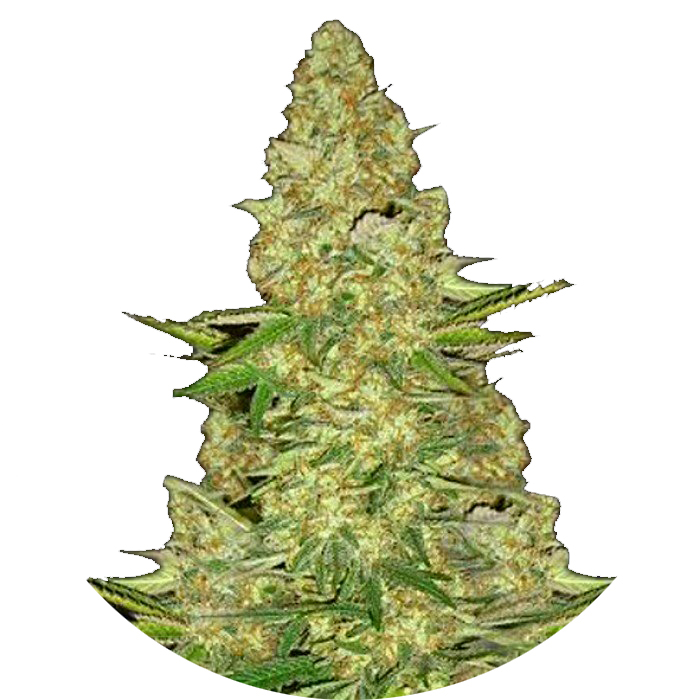 можно ли вырастить коноплю на подоконнике