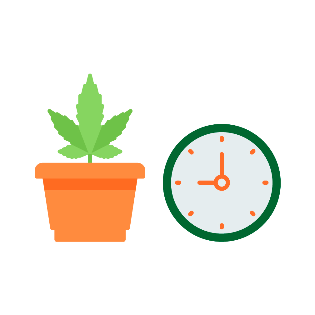 семена конопли автоцветущие