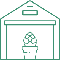 самые большие сорта конопли