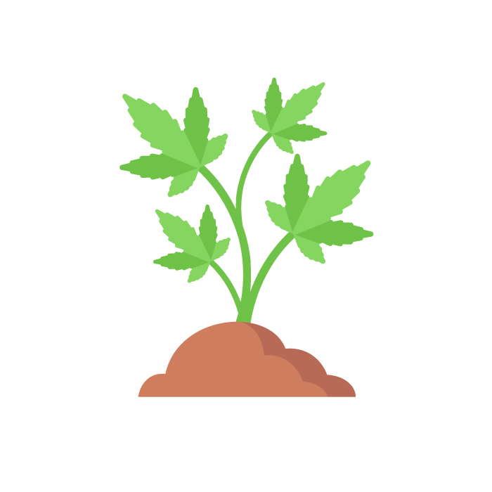 разные сорта конопли