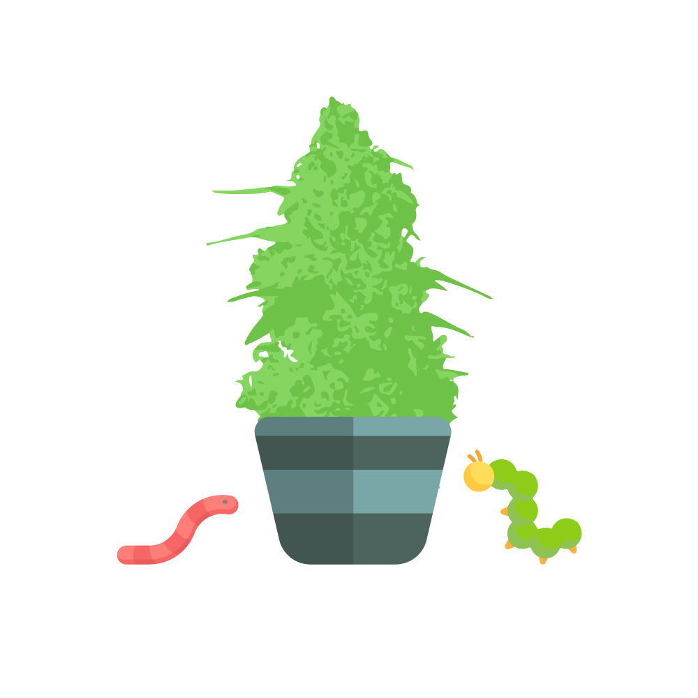 выращивание марихуаны индор