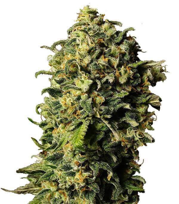 Купить семена марихуаны Tashkenti Auto Fem. Купить семена марихуаны Tashkenti Auto Fem.