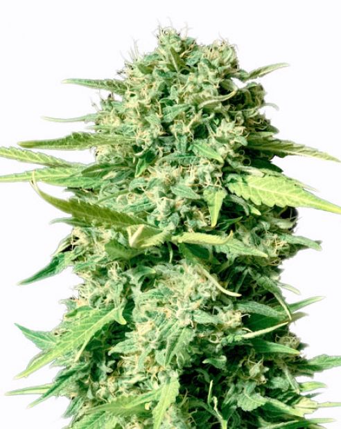 Купить семена марихуаны Golosa Fem. Купить семена марихуаны Golosa Fem.
