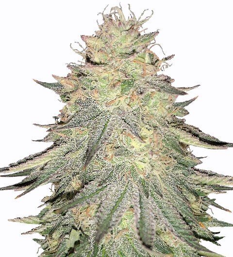 Купить семена марихуаны Dos-Wi-Dos Auto Fem. Купить семена марихуаны Dos-Wi-Dos Auto Fem.