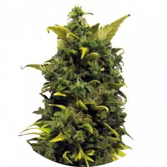 Купить семена марихуаны Blue Gorilla Reg. Купить семена марихуаны Blue Gorilla Reg.