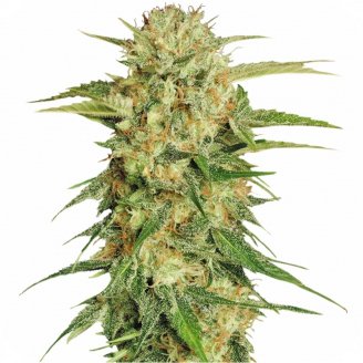 Купить семена марихуаны Easy Sativa Auto Fem. Купить семена марихуаны Easy Sativa Auto Fem.