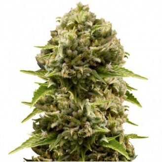 Купить семена марихуаны Cheese Haze Auto Fem. Купить семена марихуаны Cheese Haze Auto Fem.