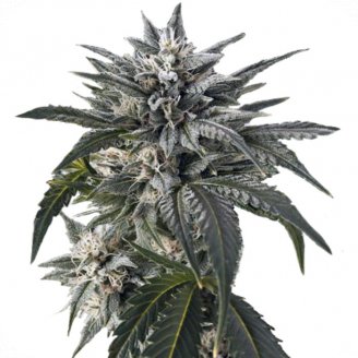 Купить семена марихуаны Blue Critical Auto Fem. Купить семена марихуаны Blue Critical Auto Fem.