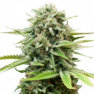 Купить семена марихуаны Berry White Auto Fem. Купить семена марихуаны Berry White Auto Fem.