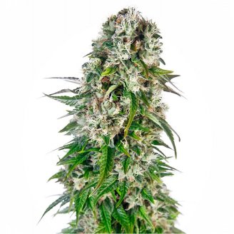 Купить семена марихуаны Afghan Kush Auto Fem. Купить семена марихуаны Afghan Kush Auto Fem.