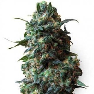 Купить семена марихуаны Gagarin Auto Fem. Купить семена марихуаны Gagarin Auto Fem.