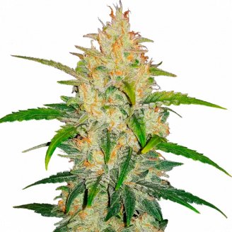 Купить семена марихуаны LSD Auto Fem. Купить семена марихуаны LSD Auto Fem.