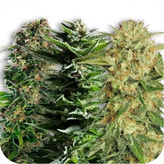 Купить семена марихуаны Collection Mix Auto Fem. Купить семена марихуаны Collection Mix Auto Fem.