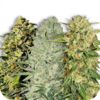 Купить семена марихуаны Sativa Mix #3 Auto Fem. Купить семена марихуаны Sativa Mix #3 Auto Fem.