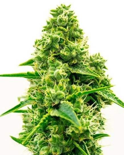 Купить семена марихуаны Kali Mist Auto Fem. Купить семена марихуаны Kali Mist Auto Fem.