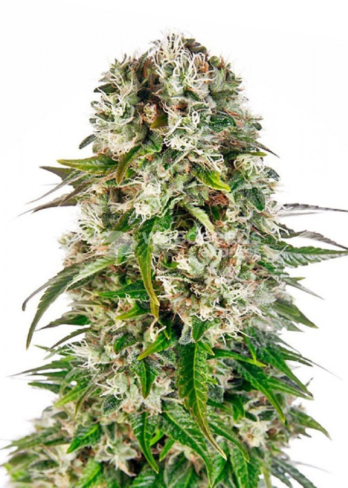 Купить семена марихуаны Big Bud Auto Fem. Купить семена марихуаны Big Bud Auto Fem.