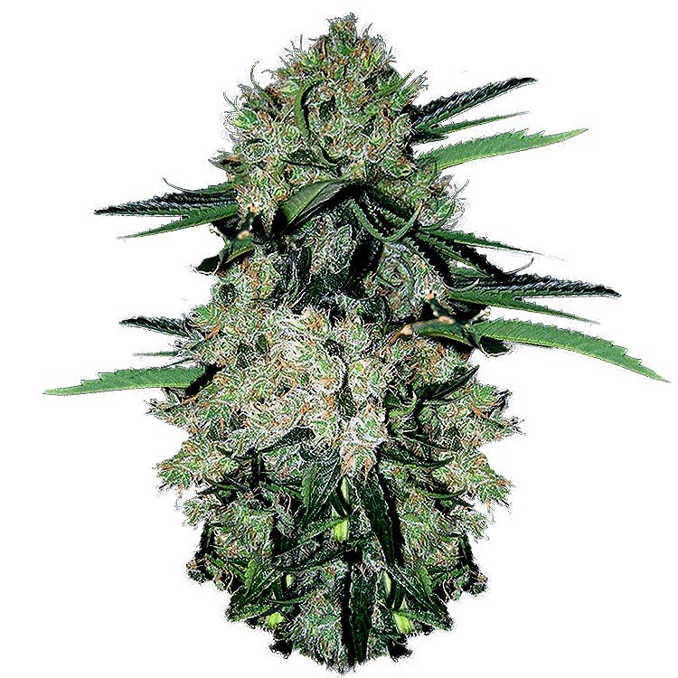 Купить семена марихуаны NYC Diesel Auto Fem. Купить семена марихуаны NYC Diesel Auto Fem.