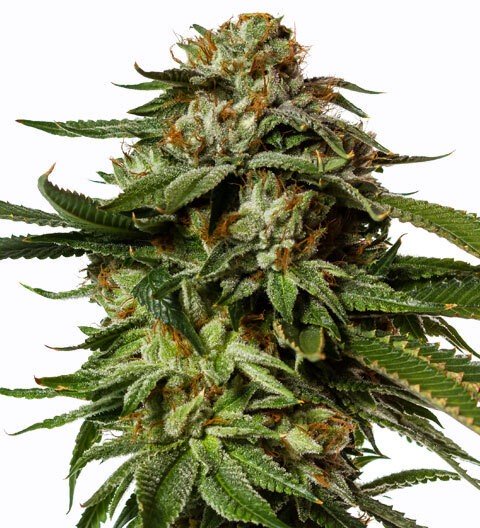 Купить семена марихуаны Gorilla Glue Fem. Купить семена марихуаны Gorilla Glue Fem.