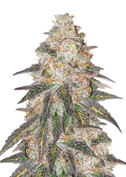 Купить семена марихуаны Grandmommy Purple Fem. Купить семена марихуаны Grandmommy Purple Fem.