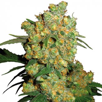 Купить семена марихуаны Golden Sands Fem. Купить семена марихуаны Golden Sands Fem.
