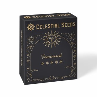 Семена конопли сорта Motor Breath Fem. Семена конопли сорта Motor Breath Fem.