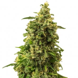 Купить семена марихуаны White Widow Fem. Купить семена марихуаны White Widow Fem.