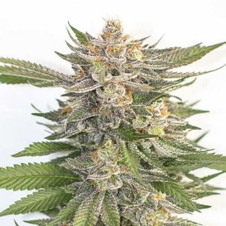 Купить семена марихуаны Pink Runtz Auto Fem. Купить семена марихуаны Pink Runtz Auto Fem.