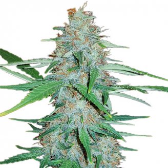 Купить семена марихуаны Afghan Original Fem. Купить семена марихуаны Afghan Original Fem.