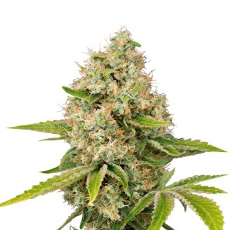 Купить семена марихуаны Bubble Sherbet Fem. Купить семена марихуаны Bubble Sherbet Fem.
