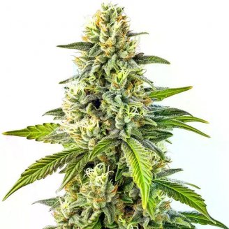 Купить семена марихуаны Mango Sherbert Auto Fem.