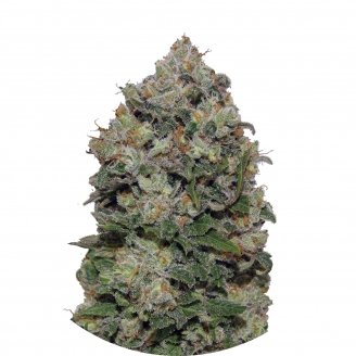 Купить семена марихуаны Northern Lights Fem. Купить семена марихуаны Northern Lights Fem.